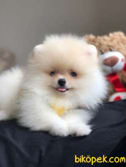 Mini Boy Sevimli Pomeranian Boo Oğlumuz 2