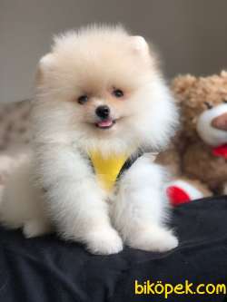 Mini Boy Sevimli Pomeranian Boo Oğlumuz 3