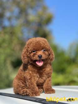 Mini Boy Sevimli Poodle Bebekler 1