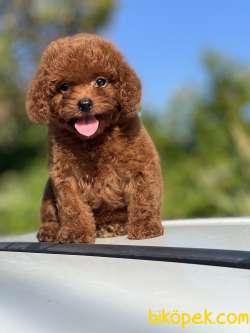 Mini Boy Sevimli Poodle Bebekler 3