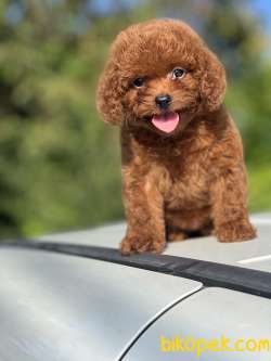 Mini Boy Sevimli Poodle Bebekler 2