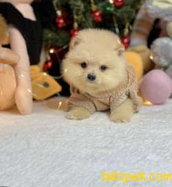 Mini Boy Teddy Face Pomeranian Yavrular 3