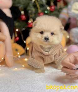 Mini Boy Teddy Face Pomeranian Yavrular 2