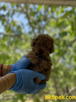 Mini Boy Toy Poodl 2