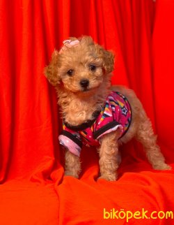 Mini Boy Toy Poodle Yavrular 2