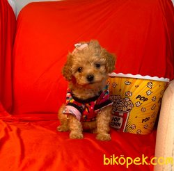 Mini Boy Toy Poodle Yavrular 1