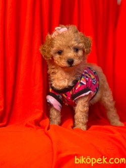 Mini Boy Toy Poodle Yavrular 3