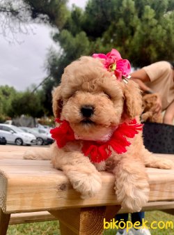 Mini Boy Dişi Toy Poodle Yavrumuz 2