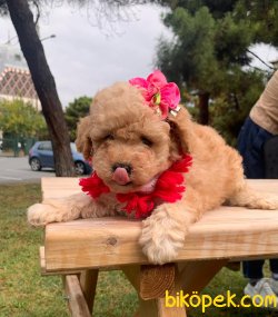 Mini Boy Dişi Toy Poodle Yavrumuz 1