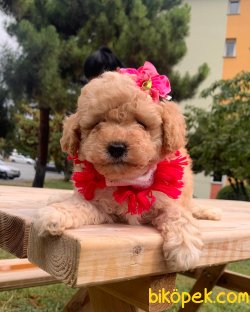 Mini Boy Dişi Toy Poodle Yavrumuz 3
