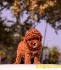 MİNİ BOY TOY POODLE YAVRULAR 1