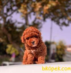 MİNİ BOY TOY POODLE YAVRULAR 5