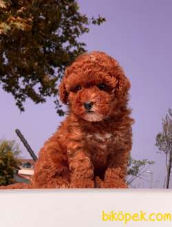 MİNİ BOY TOY POODLE YAVRULAR 3