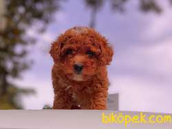 MİNİ BOY TOY POODLE YAVRULAR 4
