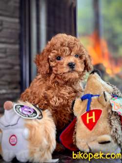 Mini Boy Toy Poodle Yavruları A Kalite 5