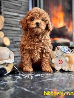 Mini Boy Toy Poodle Yavruları A Kalite 3