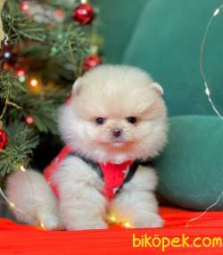 Mini Boy Tüy Yumağı Pomeranian Yavrular 3
