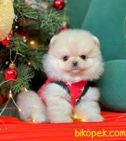 Mini Boy Tüy Yumağı Pomeranian Yavrular 2