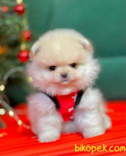 Mini Boy Tüy Yumağı Pomeranian Yavrular 1