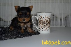 MİNİ BOY YORKSHİRE TERRİER 3
