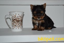 MİNİ BOY YORKSHİRE TERRİER 1