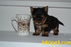 MİNİ BOY YORKSHİRE TERRİER 2
