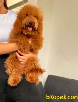 MİNİ LABRADOODLE OĞLUMUZ 4
