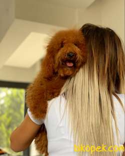 MİNİ LABRADOODLE OĞLUMUZ 2