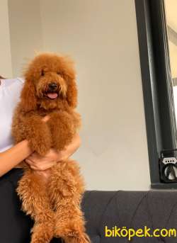 MİNİ LABRADOODLE OĞLUMUZ 1