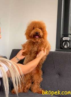 MİNİ LABRADOODLE OĞLUMUZ 3