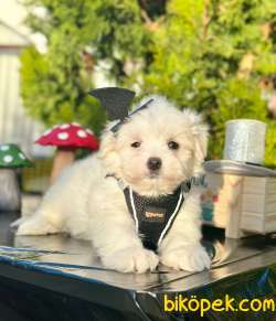 Mini Maltese Bebekler 2