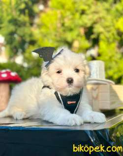 Mini Maltese Bebekler 4