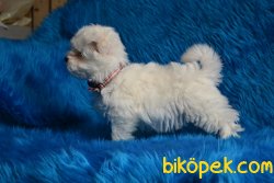 MİNİ MALTESE TERRİER YAVRUMUZ 3
