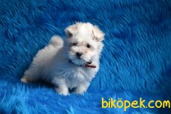 MİNİ MALTESE TERRİER YAVRUMUZ 2
