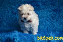 MİNİ MALTESE TERRİER YAVRUMUZ 4