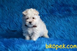 MİNİ MALTESE TERRİER YAVRUMUZ 1