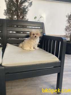 Mini Maltipo