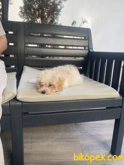 Mini Maltipo 2