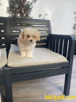 Mini Maltipo 5
