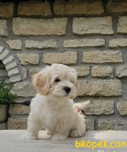 Mini Maltipoo Bebeklerimiz Orjinal Yavrular 3