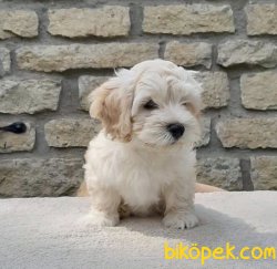 Mini Maltipoo Bebeklerimiz Orjinal Yavrular 2
