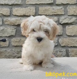 Mini Maltipoo Bebeklerimiz Orjinal Yavrular 1
