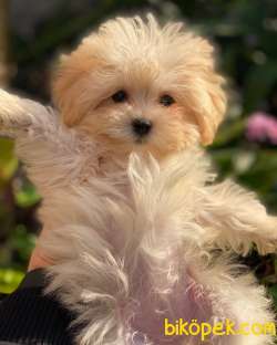 Mi̇ni̇ Malti̇poo Yavrular 1