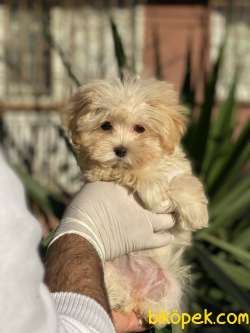 Mi̇ni̇ Malti̇poo Yavrular 3