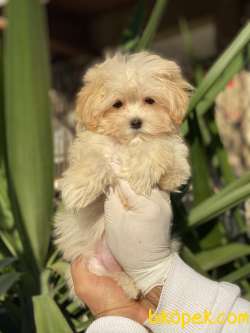 Mi̇ni̇ Malti̇poo Yavrular 2