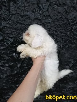Mini Mini Malteseler 2