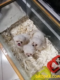 Mini Mini Malteseler 1