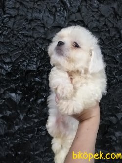 Mini Mini Malteseler 3