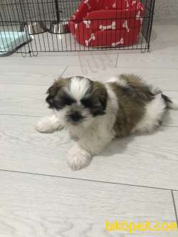 Mini Mini Oğluşumuza Yuva Arıyoruz 2
