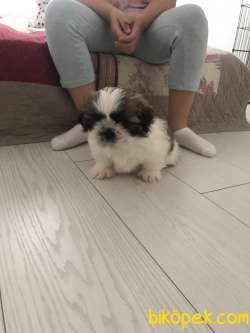 Mini Mini Oğluşumuza Yuva Arıyoruz 3